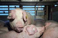 Компания «АГРОЭКО» встретила очередную партию чистопородных свиней генетики Genesus, прилетевших из Канады